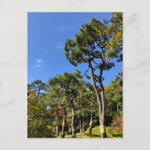 Pine Trees in het najaar van de hemel Briefkaart