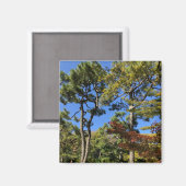 Pine Trees in het najaar van de hemel Magneet (Voorkant / Achterkant)