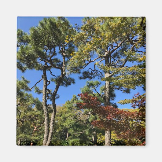 Pine Trees in het najaar van de hemel Magneet (Voorkant)