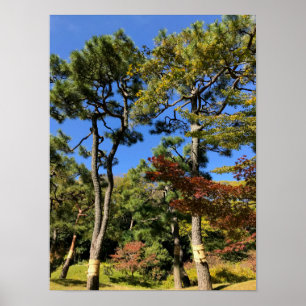 Pine Trees in het najaar van de hemel Poster