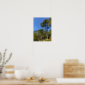Pine Trees in het najaar van de hemel Poster (Keuken)