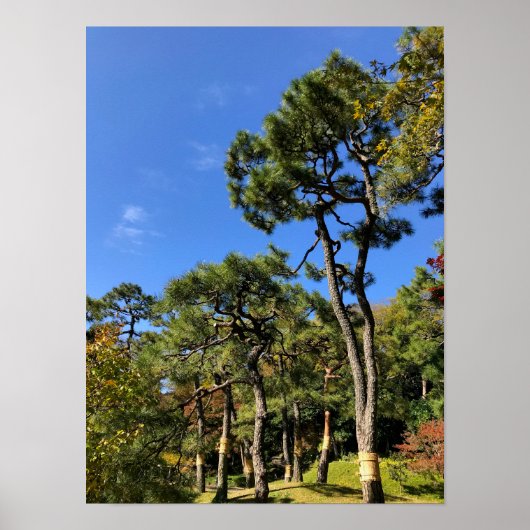 Pine Trees in het najaar van de hemel Poster (Voorkant)
