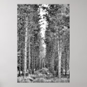 Pine Trees Poster (Voorkant)