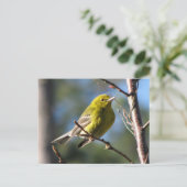 Pine Warbler in Cherry Briefkaart (Staand voorkant)