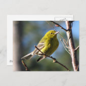 Pine Warbler in Cherry Briefkaart (Voorkant / Achterkant)