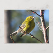 Pine Warbler in Cherry Briefkaart (Voorkant)