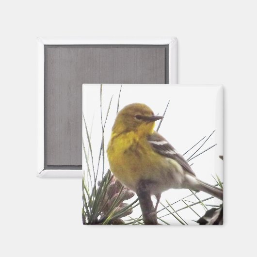 Pine Warbler Magnet (Voorkant / Achterkant)