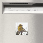 Pine Warbler Magnet (Insitu (Vaatwasser))
