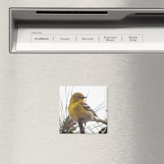 Pine Warbler Magnet (Insitu (Vaatwasser))