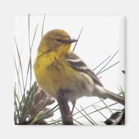 Pine Warbler Magnet (Voorkant)