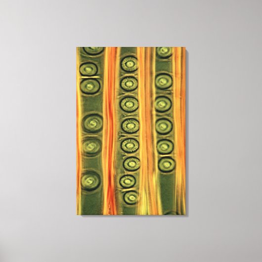 Pine Wood Canvas Afdruk (Voorkant)