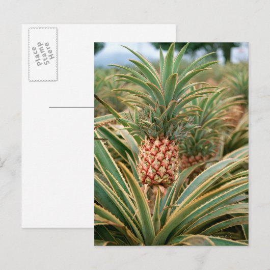 Pineappelveld Briefkaart (Voorkant / Achterkant)