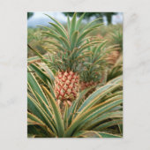 Pineappelveld Briefkaart (Voorkant)