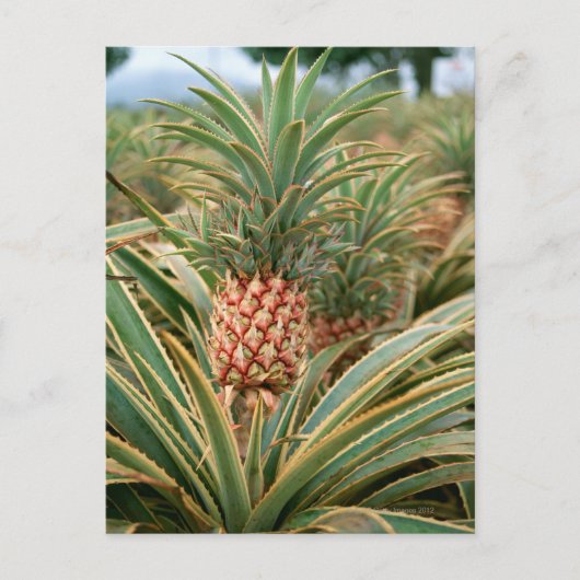 Pineappelveld Briefkaart (Voorkant)