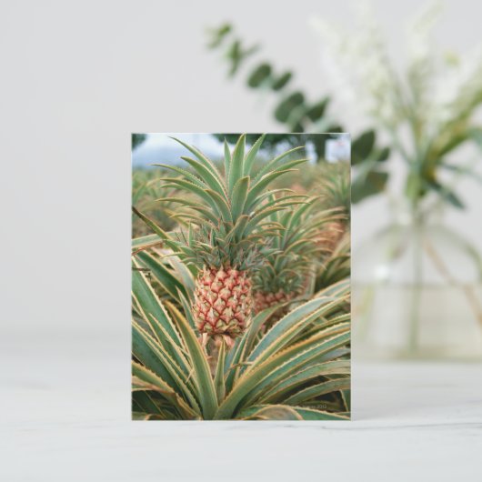 Pineappelveld Briefkaart (Staand voorkant)