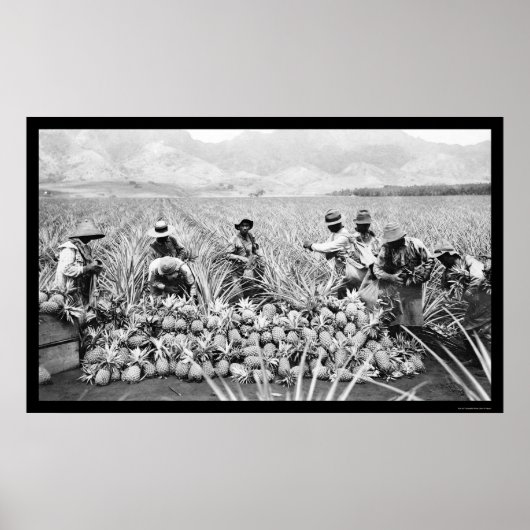 Pineapple Harvest Hawaii 1917 Poster (Voorkant)