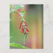 Pineapple Sage Bloom Briefkaart (Voorkant)