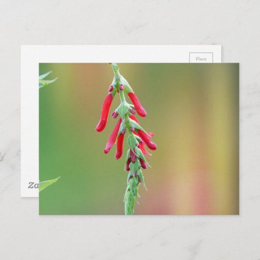 Pineapple Sage Bloom Briefkaart (Voorkant / Achterkant)
