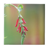 Pineapple Sage Bloom Tegeltje (Voorkant)