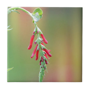 Pineapple Sage Bloom Tegeltje