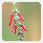 Pineapple Sage Bloom Vierkante Sticker (Voorkant)