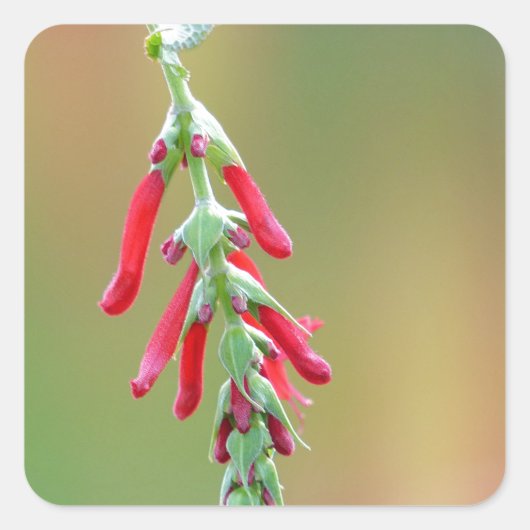 Pineapple Sage Bloom Vierkante Sticker (Voorkant)