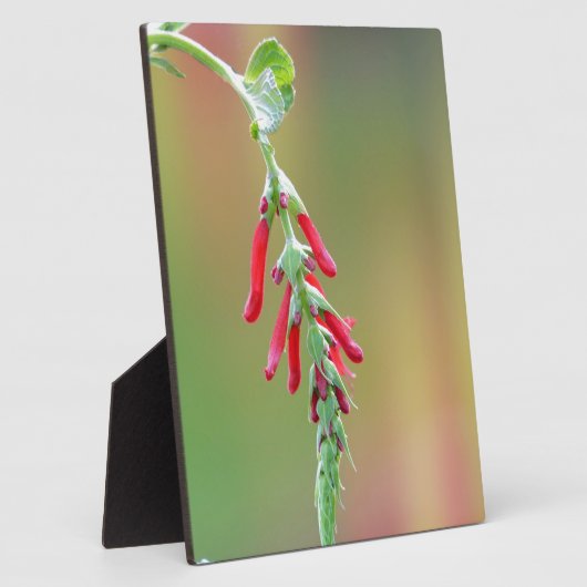 Pineapple Salie Bloei Fotoplaat (Zijkant)