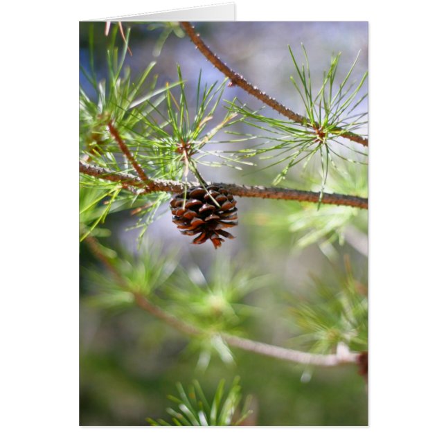 Pinecone - Blank (Voorkant)