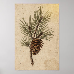 Pinecone en groene tak botanische poster