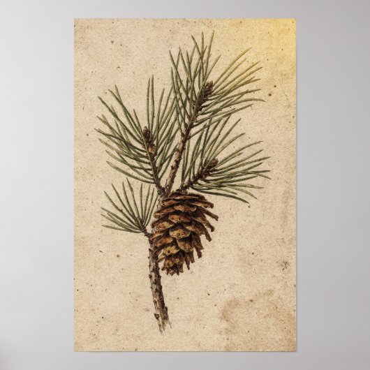 Pinecone en groene tak botanische poster (Voorkant)