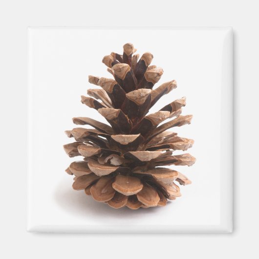 Pinecone Magneet (Voorkant)