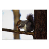 pinecone-mijn-kegel foto afdruk (Voorkant)