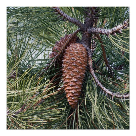Pinecone on the pine tree perfect poster (Voorkant)