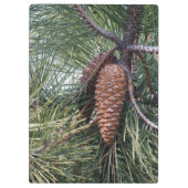 Pinecone op de dennenboom klembord (Achterkant)