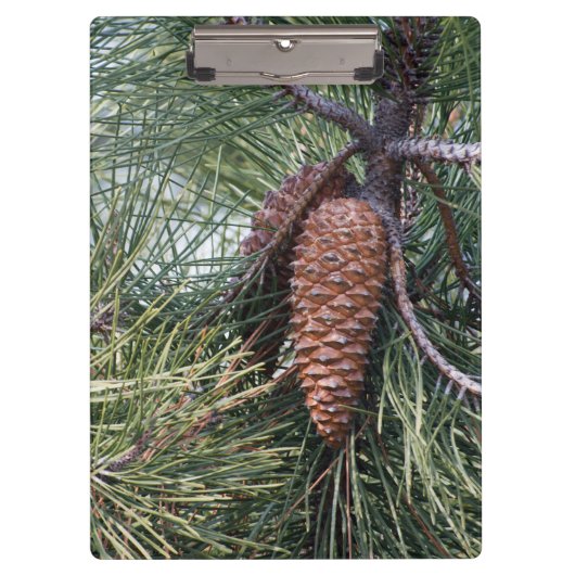 Pinecone op de dennenboom klembord (Voorkant)