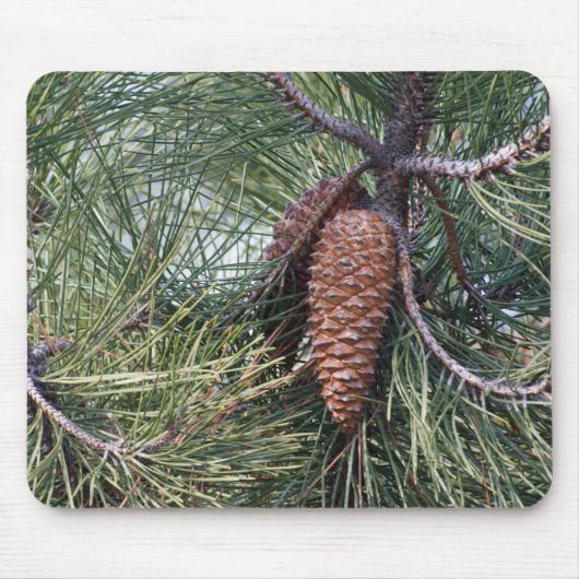 Pinecone op de dennenboom muismat (Voorkant)