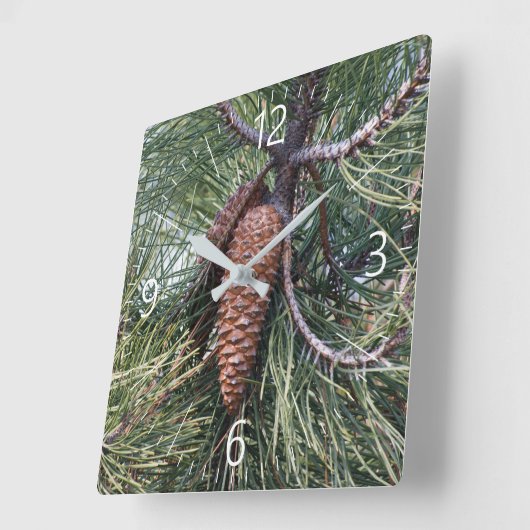 Pinecone op de dennenboom vierkante klok (Hoek)