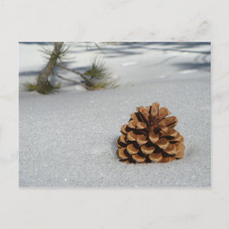 Pinecone op het sneeuwBriefkaart Briefkaart