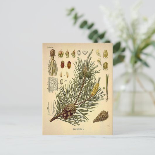 Pinecone Pine Tree  Botanisch afdrukken Briefkaart (Staand voorkant)