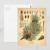 Pinecone Pine Tree Botanisch afdrukken Briefkaart (Voorkant / Achterkant)