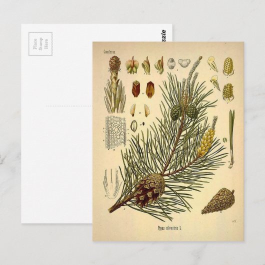 Pinecone Pine Tree  Botanisch afdrukken Briefkaart (Voorkant / Achterkant)