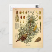 Pinecone Pine Tree  Botanisch afdrukken Briefkaart (Voorkant / Achterkant)