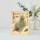 Pinecone Pine Tree  Botanisch afdrukken Briefkaart (Staand voorkant)