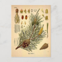 Pinecone Pine Tree  Botanisch afdrukken