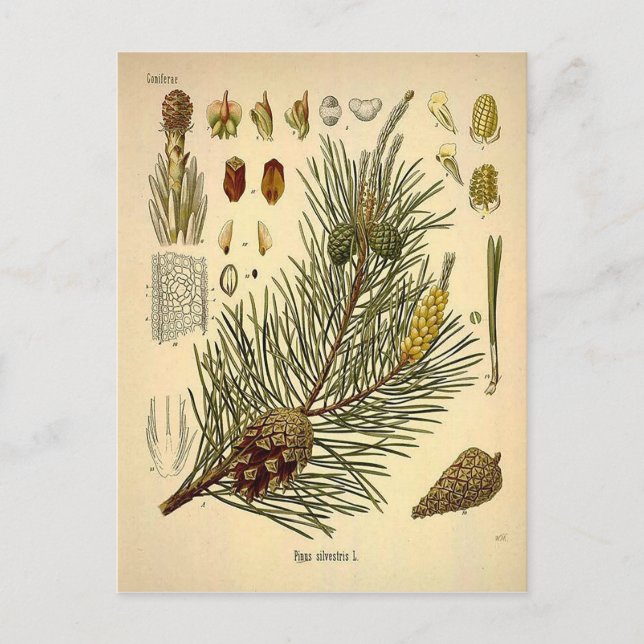 Pinecone Pine Tree  Botanisch afdrukken Briefkaart (Voorkant)