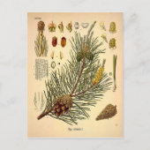 Pinecone Pine Tree Botanisch afdrukken Briefkaart (Voorkant)