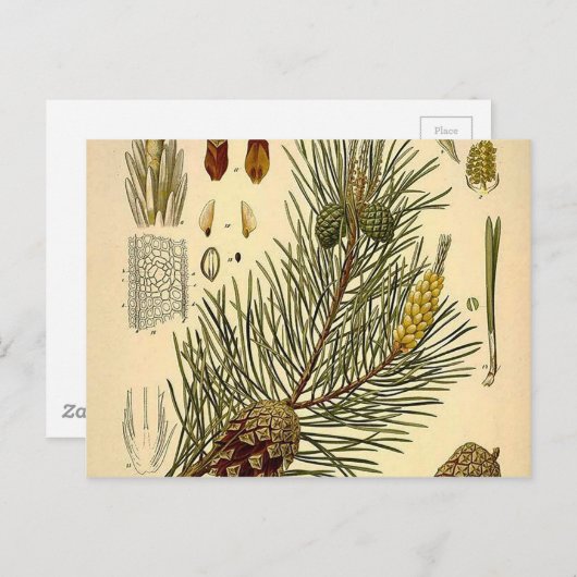 Pinecone Pine Tree Botanisch afdrukken Briefkaart (Voorkant / Achterkant)