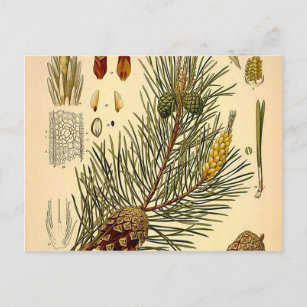 Pinecone Pine Tree  Botanisch afdrukken Briefkaart