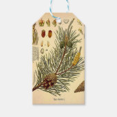 Pinecone Pine Tree  Botanisch afdrukken Cadeaulabel (Voorkant)