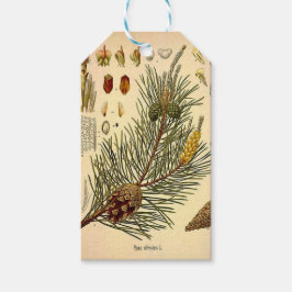 Pinecone Pine Tree Botanisch afdrukken Cadeaulabel